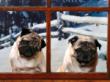 pugs1